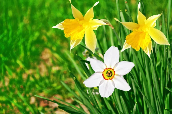 Fiori primaverili di narcisi . — Foto Stock