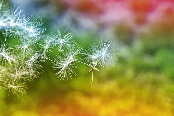 Fluffiga maskros blomma mot bakgrund av sommaren lan — Stockfoto