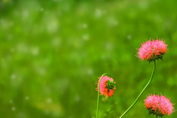 White bright daisy flowers on a background of the summer landsca — Stock Photo, Image