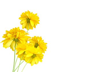 Renkli parlak çiçek dahlia 