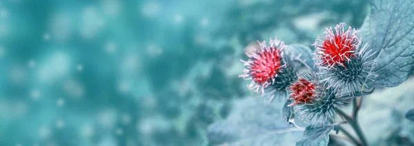 Thistle plant (Silybum marianum) herbal remedy. — Stock Photo, Image