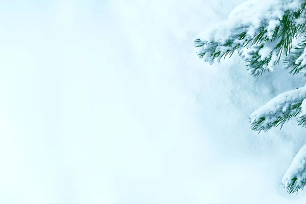 Bevroren winterbos met besneeuwde bomen. — Stockfoto