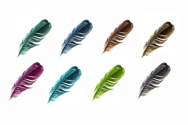 Penas multicoloridas de aves isoladas sobre fundo branco . — Fotografia de Stock