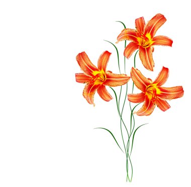 Beyaz arka plan üzerinde izole parlak lily çiçek.