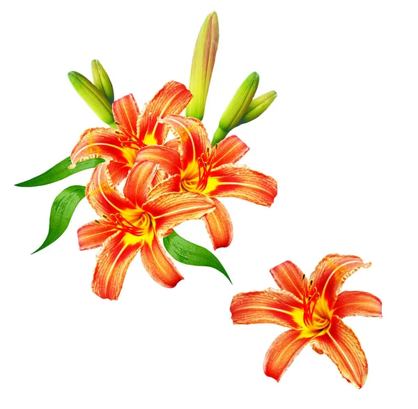 Bright lily flowers isolated on white background. — Stock Photo, Image