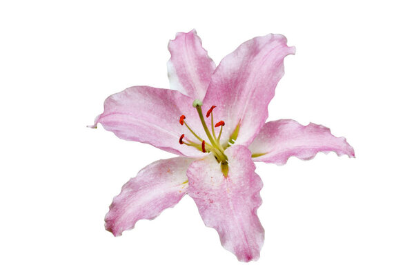 Bright lily flowers isolated on white background.