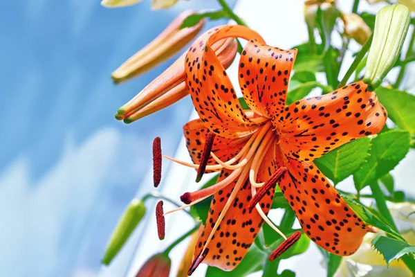 夏の背景に色とりどりの美しい花ユリ — ストック写真