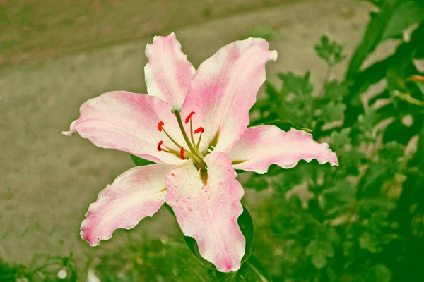 Bunga-bunga indah penuh warna bunga lily di latar belakang musim panas — Stok Foto