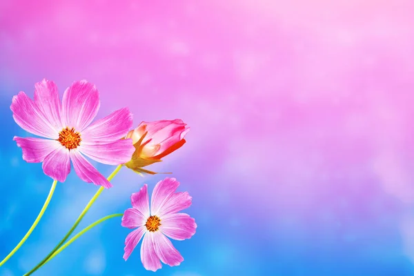 Fiori cosmo colorati su uno sfondo di paesaggio estivo. — Foto Stock