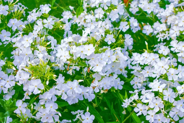 Bunte helle Phlox-Blüten auf einem Hintergrund der Sommerlandschaft — Stockfoto