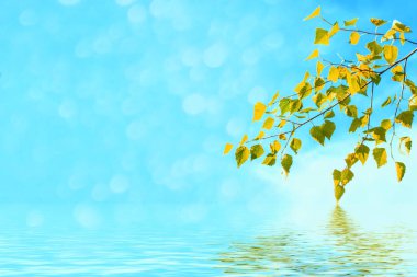 Arka plan bahar manzara üzerinde yeşil huş ağacı yaprakları.