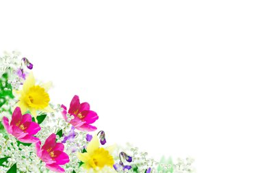 bahar çiçekleri beyaz arkaplanda izole laleler. 