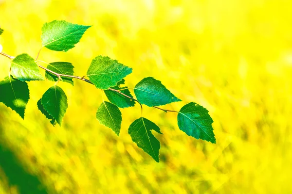 Liście brzozy zielony na tle krajobrazu wiosna. — Zdjęcie stockowe