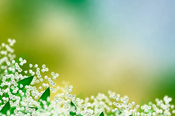 Paisagem primavera. lírio flores do vale — Fotografia de Stock