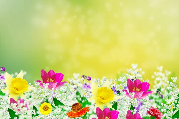 Flores primaverales brillantes y coloridas. Fondo floral . — Foto de Stock