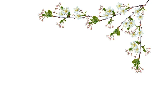 Blühender Fruchtzweig isoliert auf weißem Hintergrund. — Stockfoto