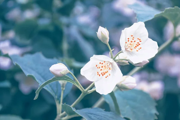 Vit jasmin gren fina vårblommor — Stockfoto