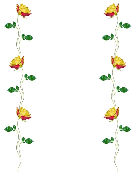 Blütenknospen Rosen auf weißem Hintergrund — Stockfoto