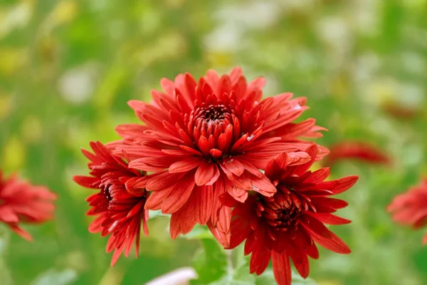 Colorful chrysanthemum flowers on a background of the autumn lan — Stock Photo, Image