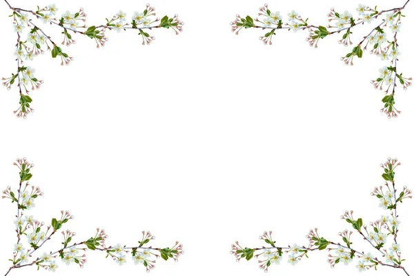 Blühender Fruchtzweig isoliert auf weißem Hintergrund. — Stockfoto