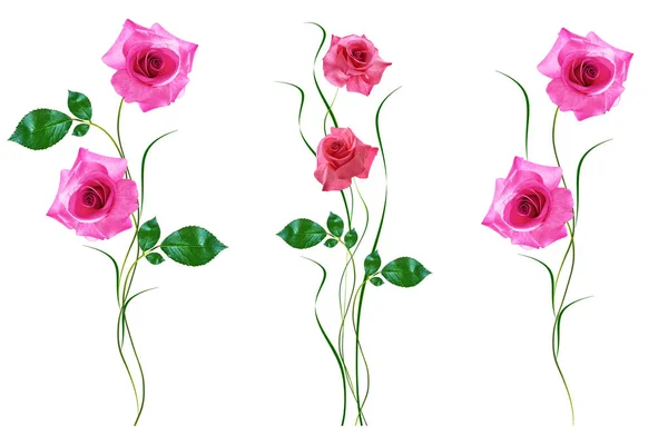 Flower bud roses on a white background — Stock Photo, Image