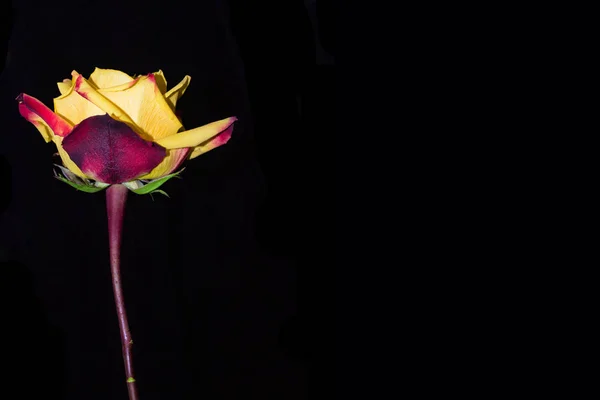 Rosas de capullo sobre fondo negro —  Fotos de Stock