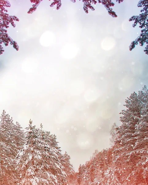 Bevroren winterbos met besneeuwde bomen. — Stockfoto