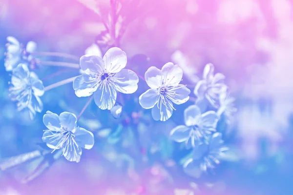 Brilhante flores coloridas primavera — Fotografia de Stock
