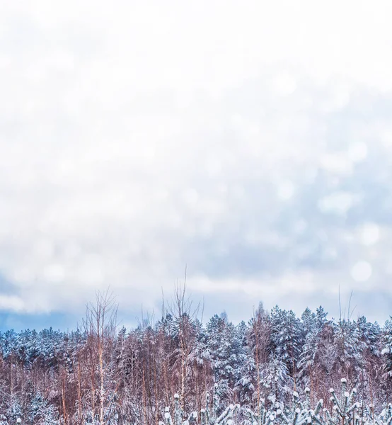 Bosque de invierno congelado con árboles cubiertos de nieve. — Foto de Stock