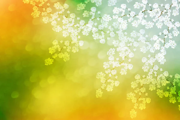 밝은 다채로운 봄 꽃 — 스톡 사진