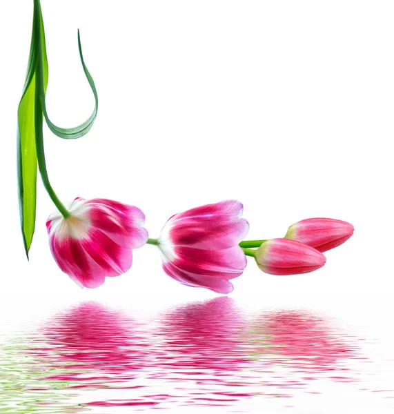 Spring flowers tulips — Stock Photo, Image