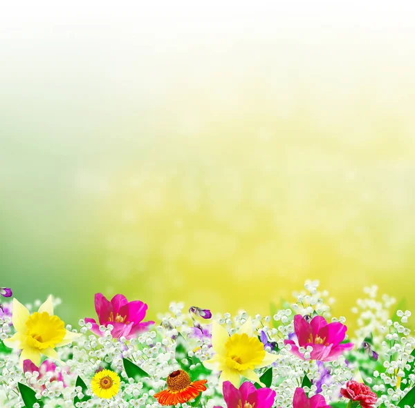 Helle und farbenfrohe Frühlingsblumen. Floraler Hintergrund. — Stockfoto