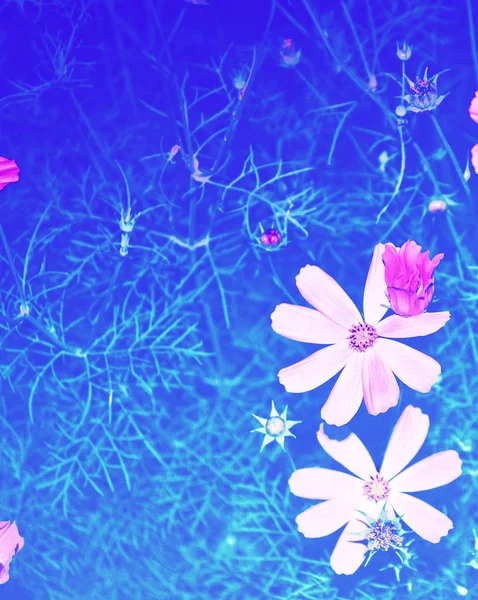 Πολύχρωμα λουλούδια σύμπαν σε ένα φόντο του καλοκαιρινού τοπίου. — Φωτογραφία Αρχείου