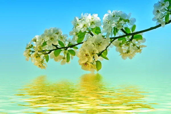 Világos, színes tavaszi virágok — Stock Fotó