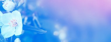 Yasemin şube hassas bahar çiçekleri beyaz