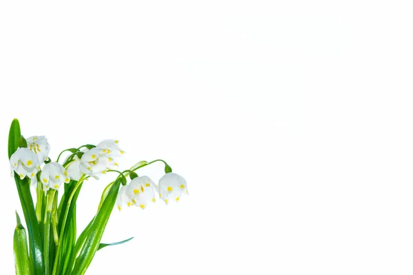 Spring flower snowdrop isolated on white background. — Stock Photo, Image