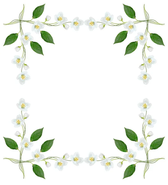 Branch of jasmine flowers — Stock Photo, Image