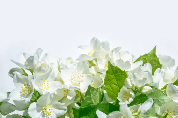 Witte jasmijn de tak delicate Lentebloemen — Stockfoto