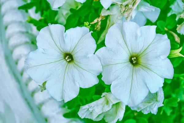 Petunia kleurrijke bloemen — Stockfoto