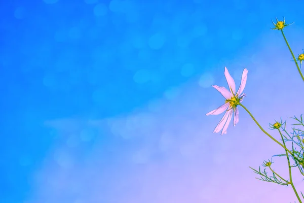 Farbenfrohe Kosmos-Blumen vor dem Hintergrund der Sommerlandschaft. — Stockfoto