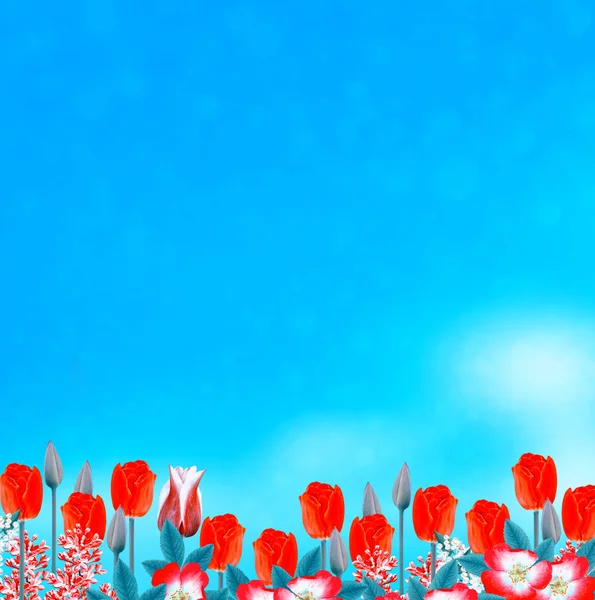 亮丽多彩的花朵郁金香 — 图库照片