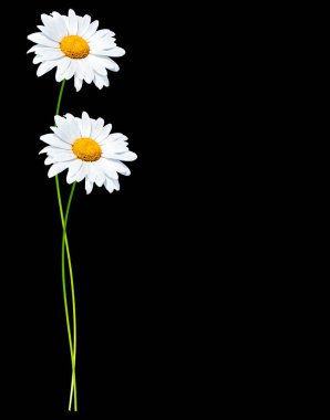 beyaz çiçek papatya yaz 