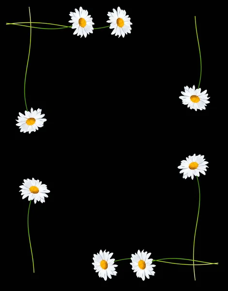 Sedmikrásky letní bílý květ — Stock fotografie