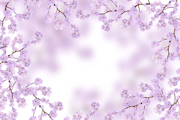 Ramo fiorito di ciliegia isolato su fondo bianco. — Foto Stock