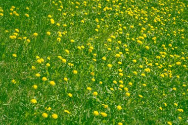 Kabarık karahindiba çiçek arka planı yaz lan