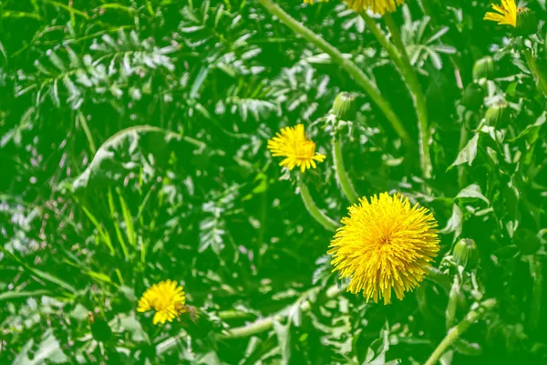 Fluffy dandelion flower against the background of the summer lan — Stock Photo, Image