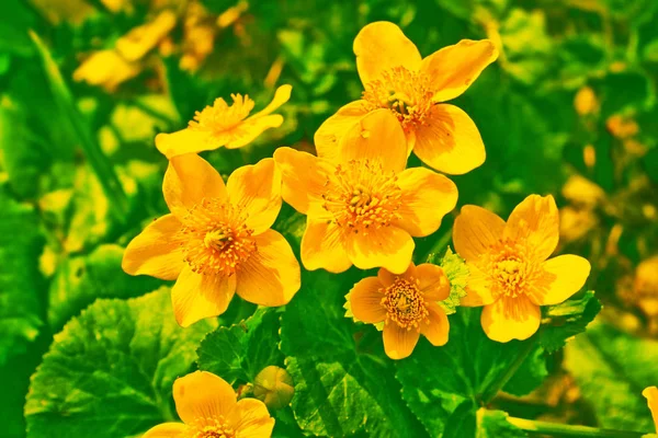 Flores amarillas brillantes y coloridas sobre el fondo de la suma —  Fotos de Stock