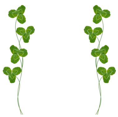 Yeşil yonca izole üzerinde beyaz arka plan bırakır. St.Patrick'ın 