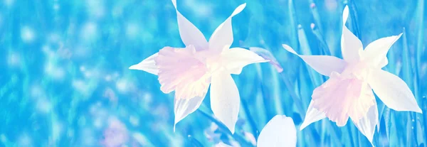 Flores de primavera de narcisos . — Fotografia de Stock