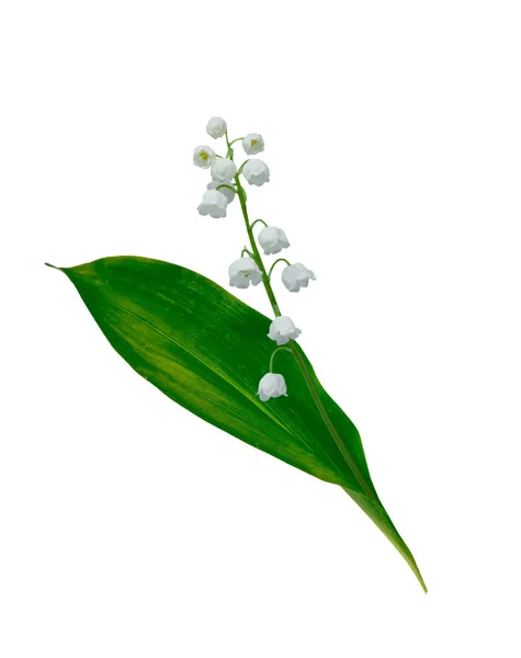 Lily of the valley flower on white background — Stock Photo, Image